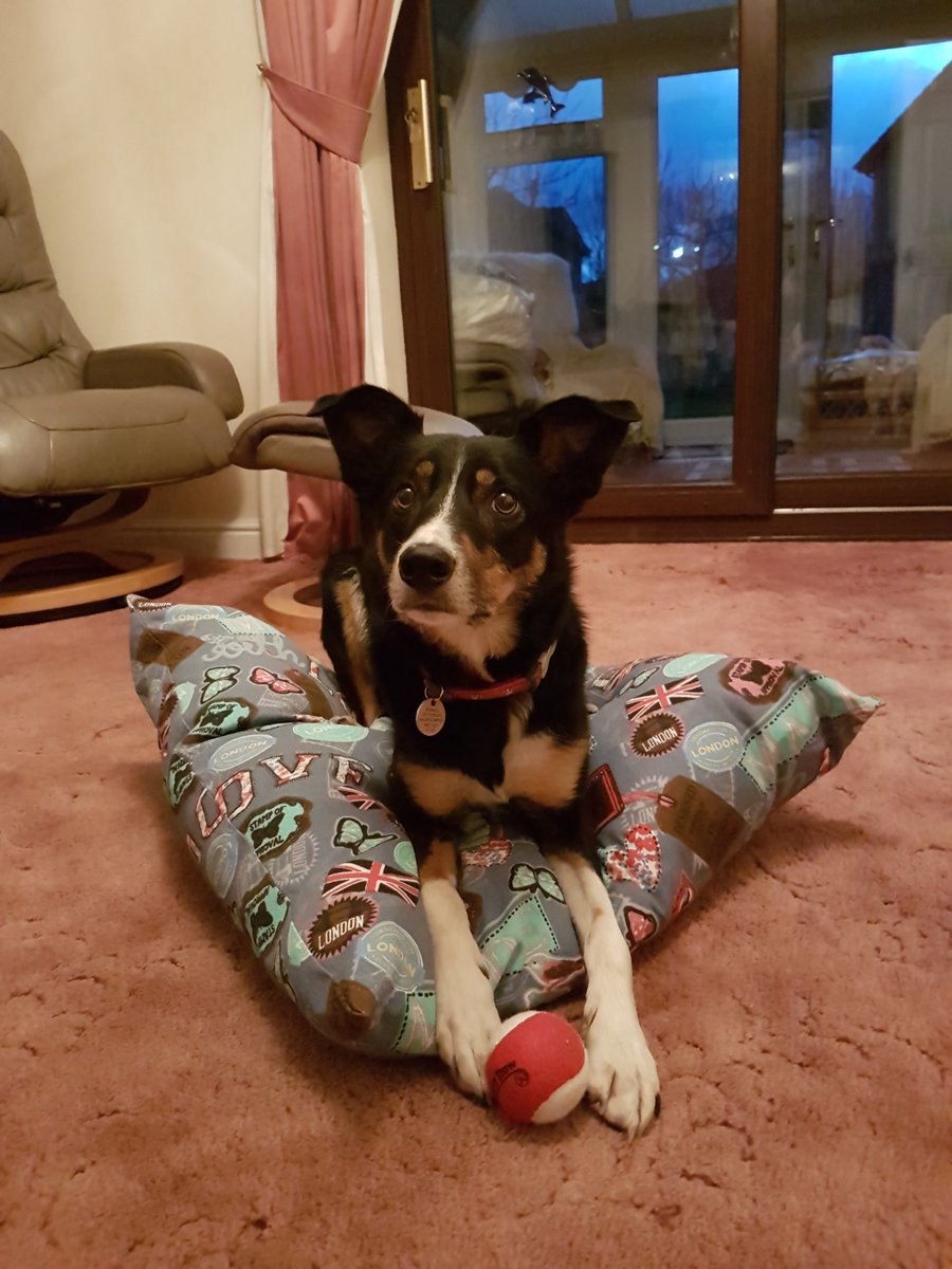 karapowell306's tweet photo. @DapperPets wilf would like to thank you for his presents x https://t.co/joh6N3iMuJ