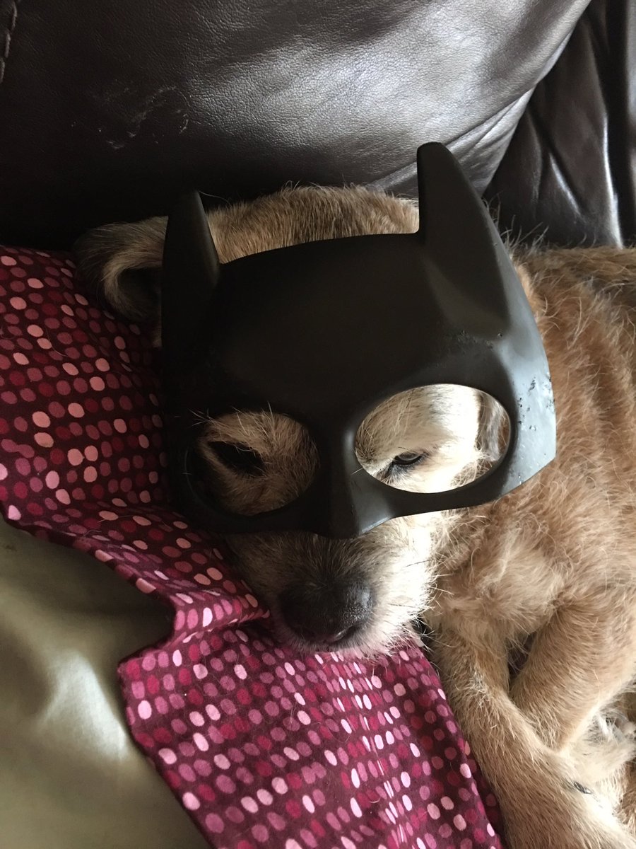Check Mad Monty. He batdog! #BTPosse