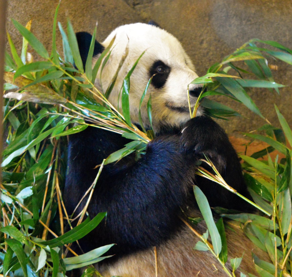 MemphisZoo's tweet photo. Happy #nationalpandaday from the @MemphisZoo! ❤️🐼❤️ https://t.co/ENNwEUBJtf