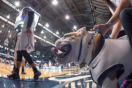 IBJTheScore's tweet photo. Who let the dog out? How Butler University made its bulldog a marketing dynamo. #MarchMadness #NCAA https://t.co/AWTCSBkSe9 https://t.co/9juu36GTzL