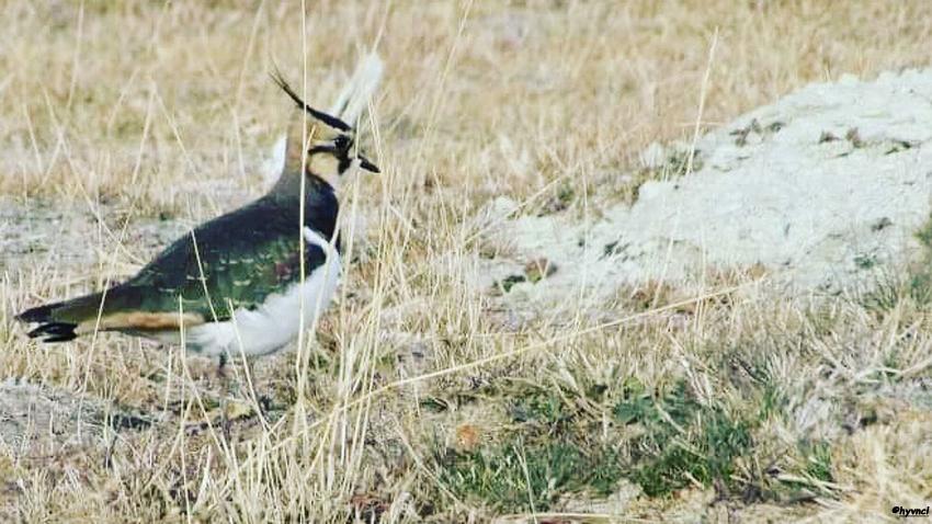 #northernlapwing #vanellusvanellus #kızkuşu #16x9_birds #ornithology #togtweeter #PintoFotografia #500pxrtg #ThePhotoHour #piclogy #Burdur