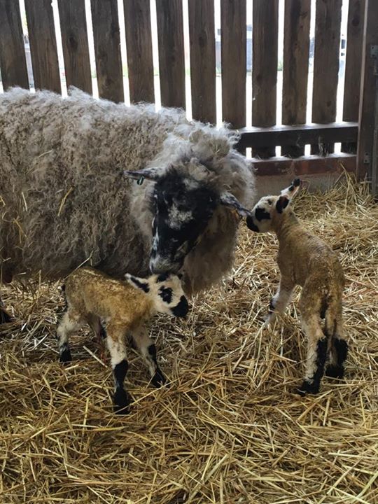 Make a date to visit the farm this weekend! Martha the sheep has now had two lambs as well. So that's four new lambs this week.