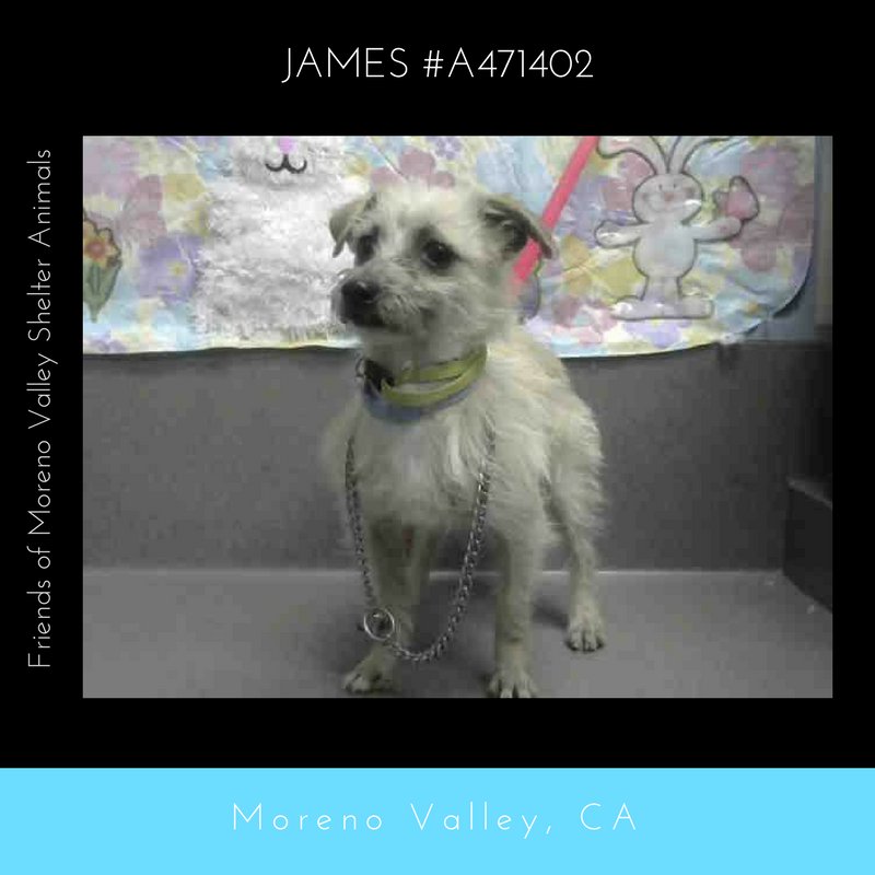 MoValAnimals's tweet photo. Male Terrier
May be available Mar 22 
https://t.co/ECO1soEhPT 
#adoptdontshop #savealifeadopt
#spayandneuter #MorenovalleyCA https://t.co/VFTb2rTLw6