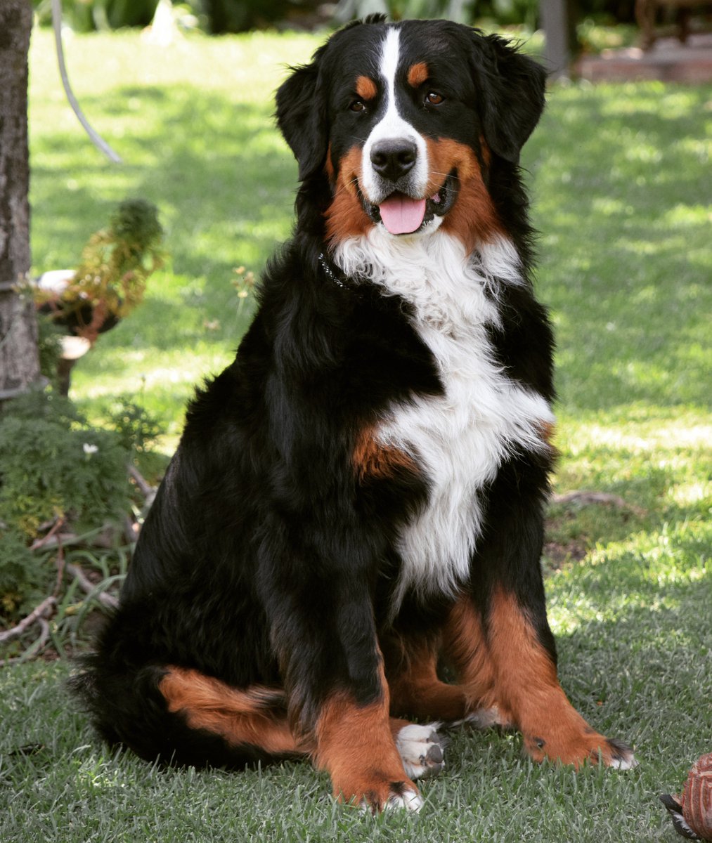 BernesEthel's tweet photo. hola!!! Emma #buenosdias !! #goodmorning #happythursday #bernesemountaindog #dogoftwitter #dogoftheday #perros #FelizJueves #perro
#happy https://t.co/cNwGsKWntg