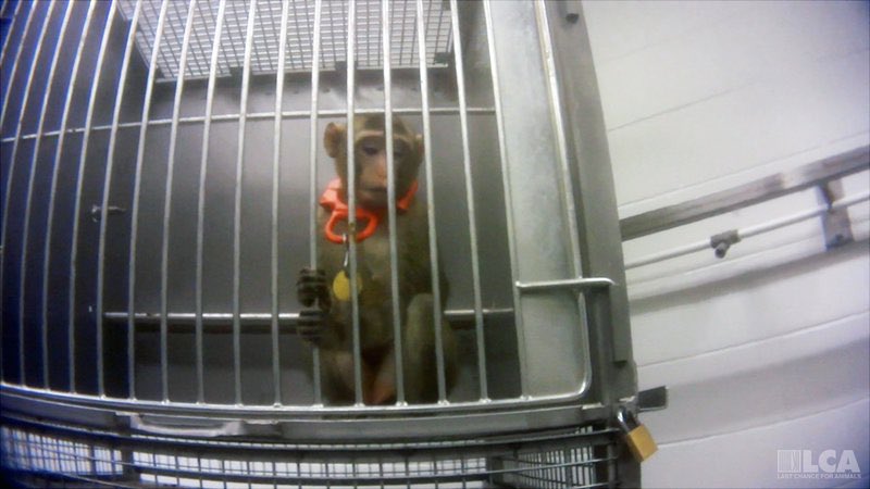 chitayat_PO's tweet photo. ๐๐๐พ๐โ๐ผhttps://t.co/vNNdoafbXV. #StopLabTestingAnimals #SaveChippy https://t.co/QRFwIGGmTc