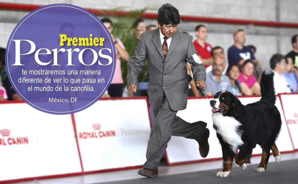 BernesEthel's tweet photo. Diogo: siendo una estrella 😎#bernesemountaindog #perrodeldia #dogsoftwitter #dogoftheday #perro #dogs #dogsofinsta #doglover #perros #berner https://t.co/qdnUhJ9BVf