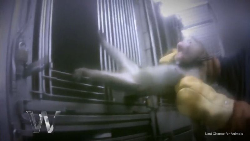 chitayat_PO's tweet photo. ๐animals usd 4 testing millions more r used 4 research, over 60% of suffer 4 basic, curiosity-driven research with no practical application. https://t.co/qwdfvBTHjX