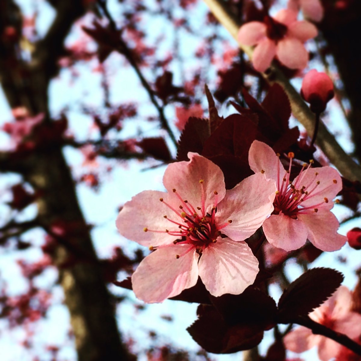 danyfioni's tweet photo. Un uomo può uccidere un fiore ma non può fermare la primavera (Gandhi) ~ 
Spring si coming #spring #flower #cherryblossoms #cherryblossom 🌸 https://t.co/2qIflF25SG
