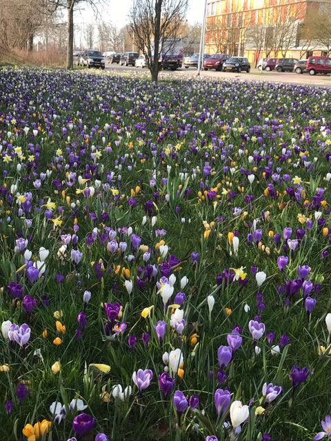 DeHaantje's tweet photo. Ook het #zorgeloosgroen in #Hillegom geeft aan dat het lente is. #deenk https://t.co/nBvuHj1BBu