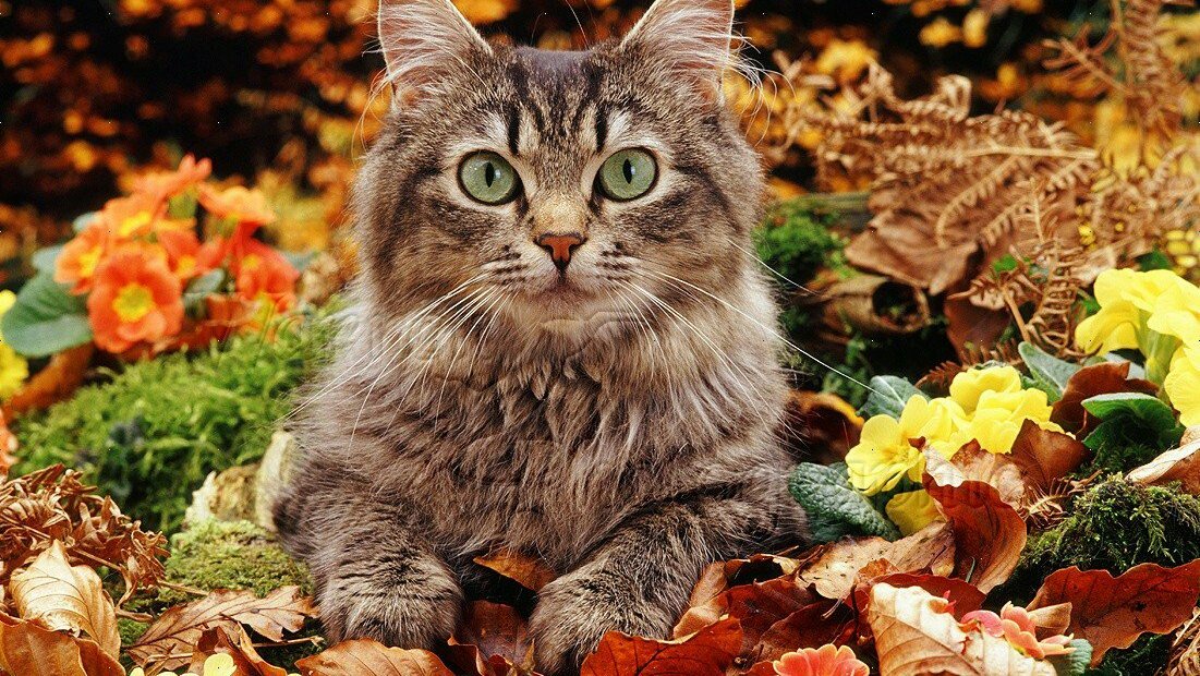 💗
 🏅#ʆ๑౮౯_ƒ4ƒ🍃🌹 🏅👇

💜▪Da Rt y Fav⤵
💜▪Sigue todos los Rts y Fav
💜▪Gana Amigos y Seguidores

》Sigue👉 👑 <a href="/alfredocanova/">💙✨αℓfяє∂σ ςαиσνα✨💙</a>   👑

🔓💯#SiguemeYTeSigo💗