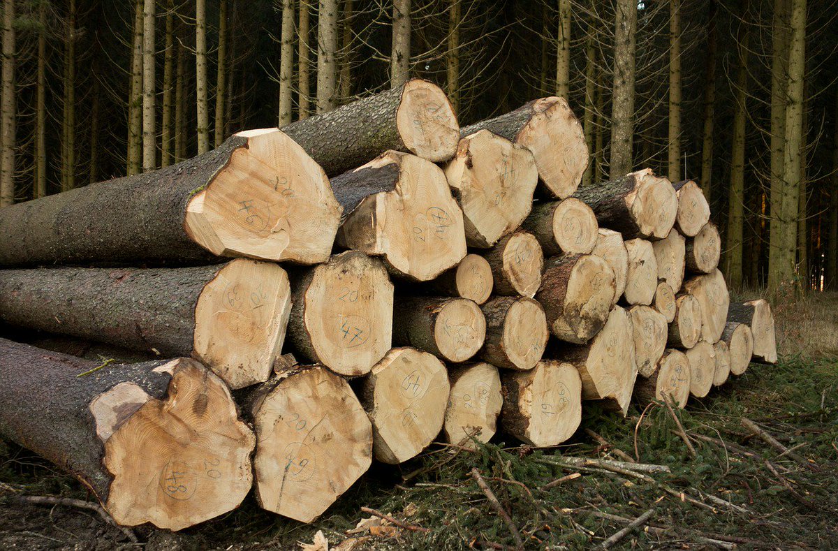 regionepiemonte's tweet photo. Trasformazioni del #bosco e regolamento regionale sul "non bosco": incontri 10/4 ad #Alessandria e 11/4 a #Biella https://t.co/jcibkl0BU3 https://t.co/yKIVPwtdHi