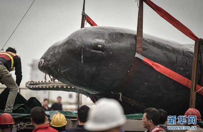 BiologistDan's tweet photo. This Sperm #Whale was stranded and died in #China yesterday. When they opened his mouth it was full of garbage. No need for an autopsy. https://t.co/lTXotN5vW4
