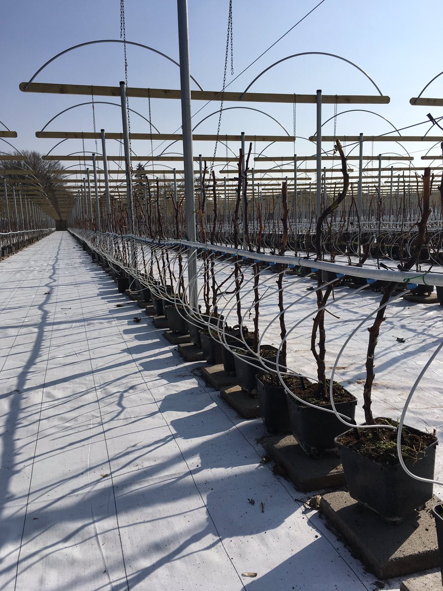 Vandaag de eerste long cane frambozen planten geplant van het soort Kwanza. Verwachte oogst eerste week van Juli.