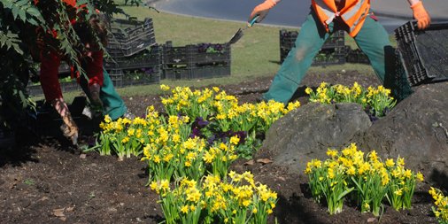 Der Frühling kann kommen: Gärtnerteam der Stadtgärtnerei pflanzt auf Schmuckbeeten mehr als 130.000 Blumen! stadt-koeln.de/politik-und-ve…