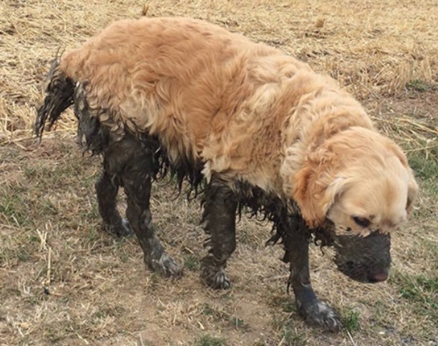 19 Of The Very Best Golden Retriever Memes American Kennel Club