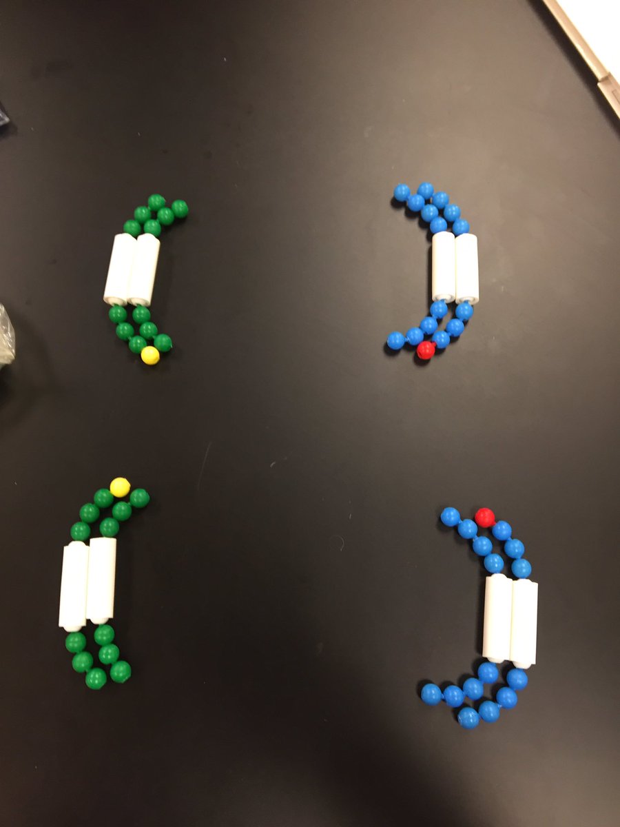ChillyDip15's tweet photo. Demonstrating Anaphase 1 in Meiosis where Homologues are separated @UNKBiol106AC @_naomiijimenez #CummingsLabWeek10 https://t.co/sEsOU3uMnK