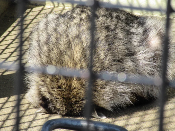 あとこの写真のアライグマなんだけど、多分ごめん寝状態なんだよね
起き上がる瞬間見逃したから確証は無いけど 