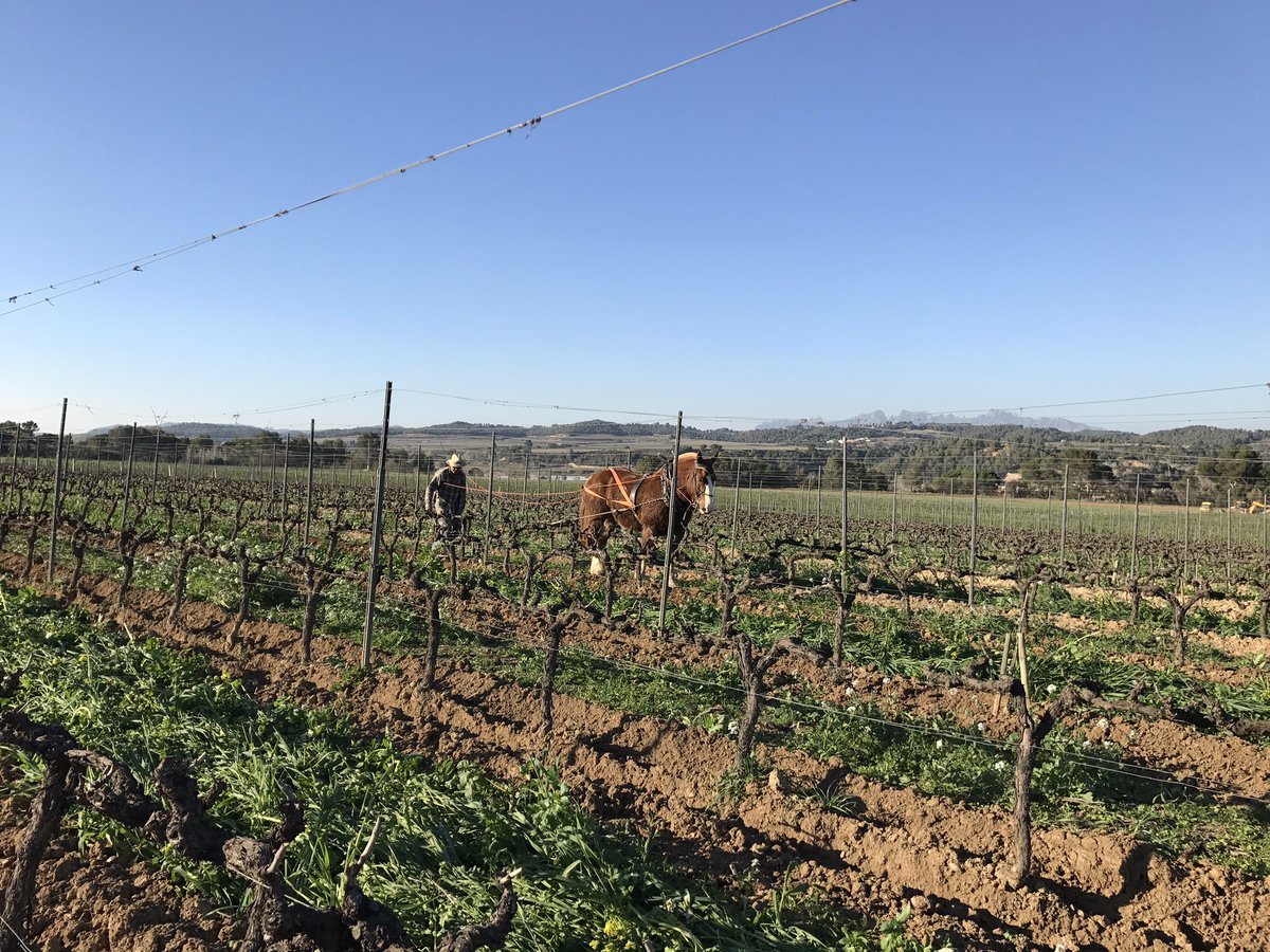 RaventosiBlanc's tweet photo. Right now at La Plana Pot. Bru in action. 🐴🐴🐴🐴 
Calzando las cepas en la parcela La Plana! https://t.co/6W7ixKb1bz