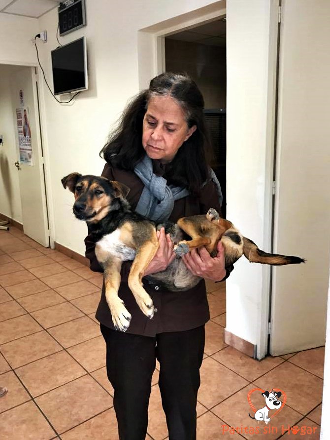 FundPatitas's tweet photo. Nos ayudás apadrinando una castración? Nuestra cta,
BBVA Francés 
n de cuenta: 20-471-000859/6
CBU: 01704710-20000000085960 https://t.co/PeS2DNMdoz