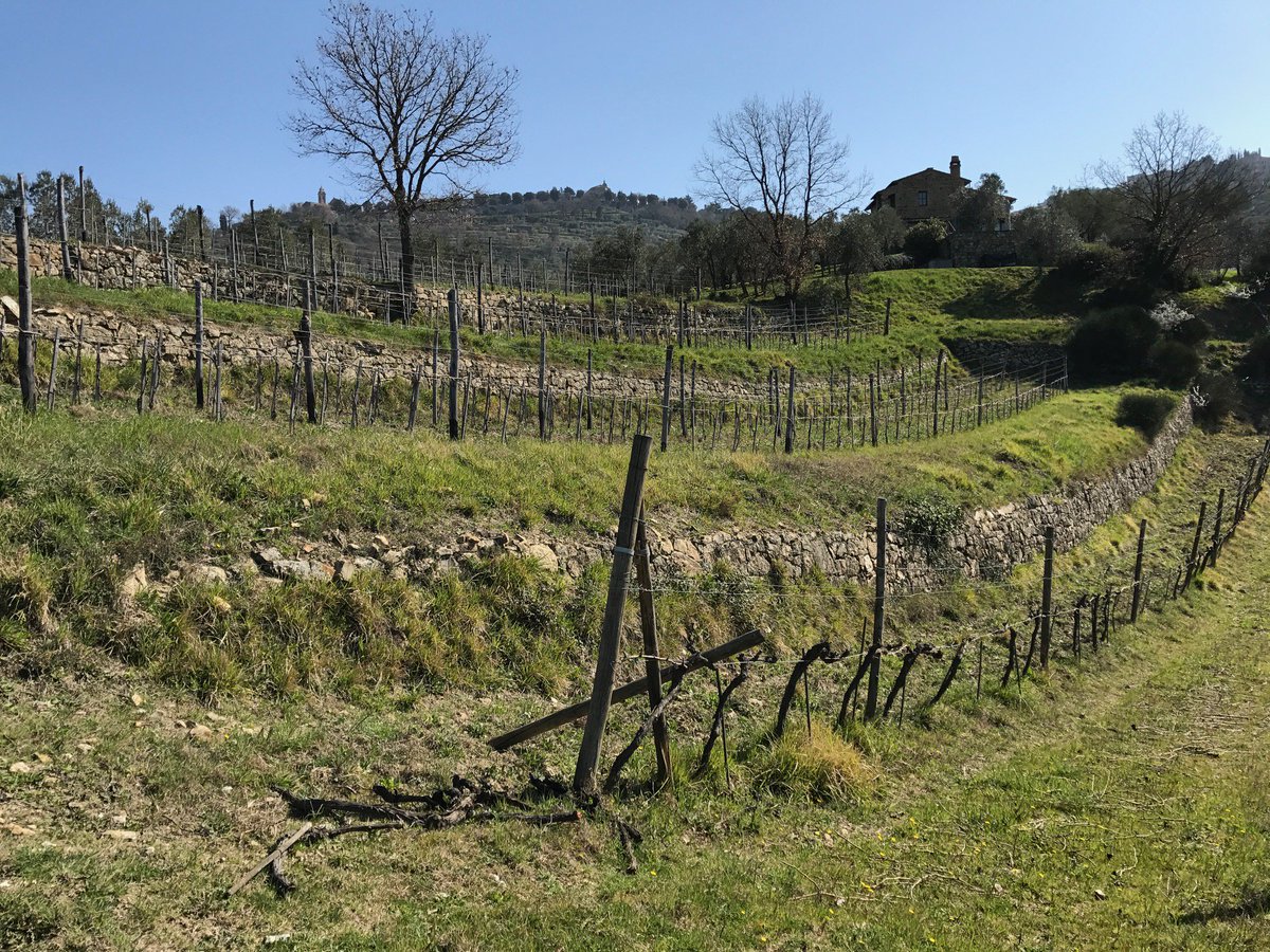vitenova's tweet photo. Oggi siamo a Montalcino nelle storiche vigne appartenute a Biondi Santi oggi di Casa Raia! #biodiversità #vitenova https://t.co/EtsGNnuVc5