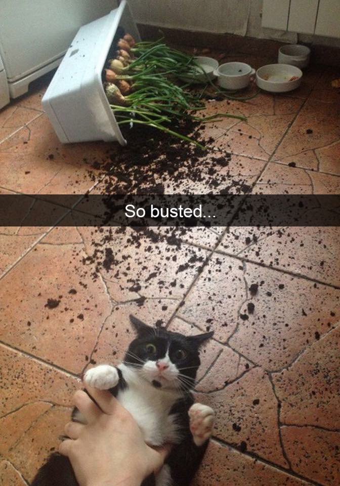 UnderCatEmpire's tweet photo. #caughtintheact #troublewithdad #catmemes #catsofsnapchat #guilty #peopleorganizedunderthenewcatempire #assholecats #catshaming #MISBHV https://t.co/jJlNdsDRcC