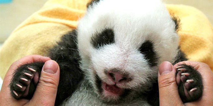 people's tweet image. 16 drop-dead cute panda pics in honor of #NationalPandaDay 😍 peoplem.ag/rN9mqnk