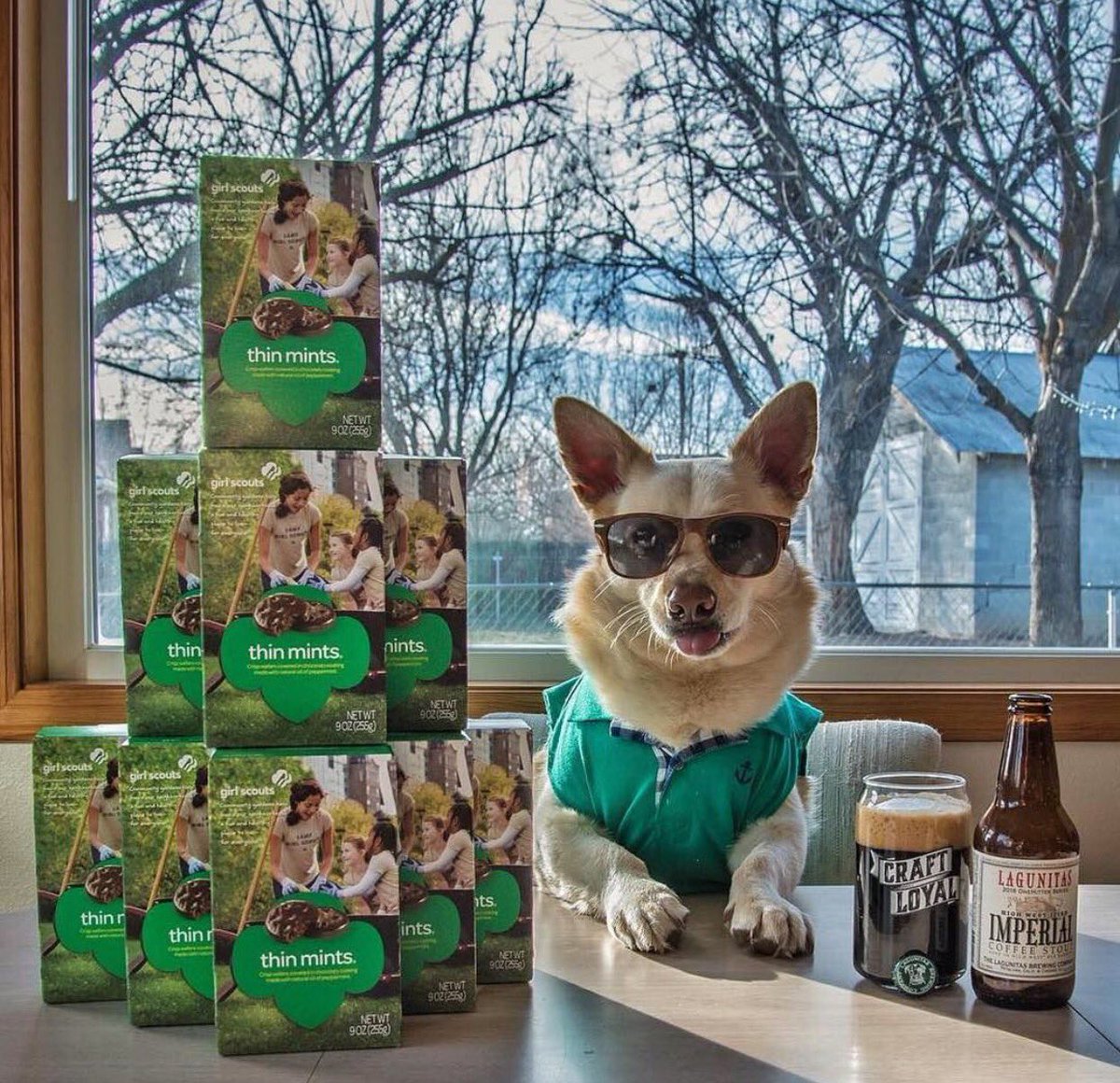 CraftLoyal's tweet image. @barleythebrewpup
Tonight, I'm indulging in this pyramid of Thin Mints and some @LagunitasBeer High West-ified Imperial Coffee Stout.