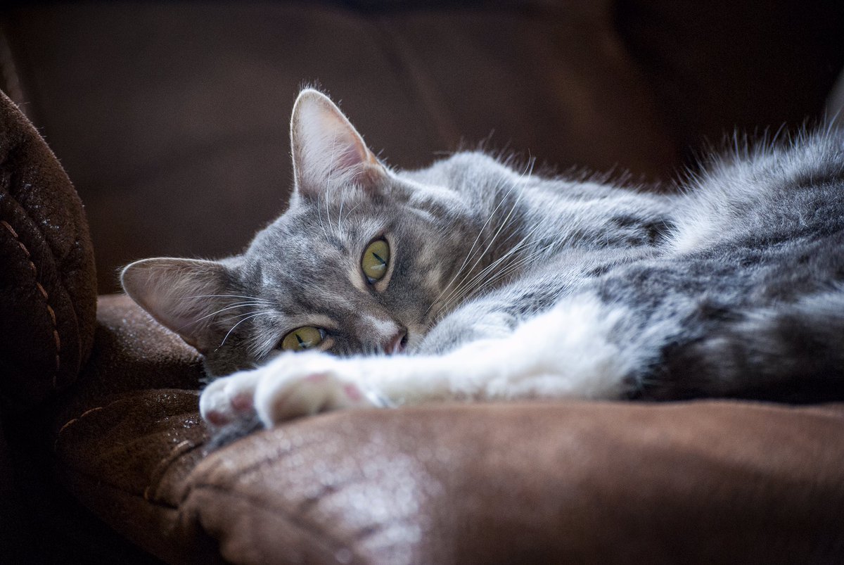 LifeOfAppaAndMo's tweet photo. Little Mo getting woken up from his nap on the couch. #CatsOfTwitter #cats #cute #pretty #adorable #CuteAnimals #pets https://t.co/oqo1QIM92O