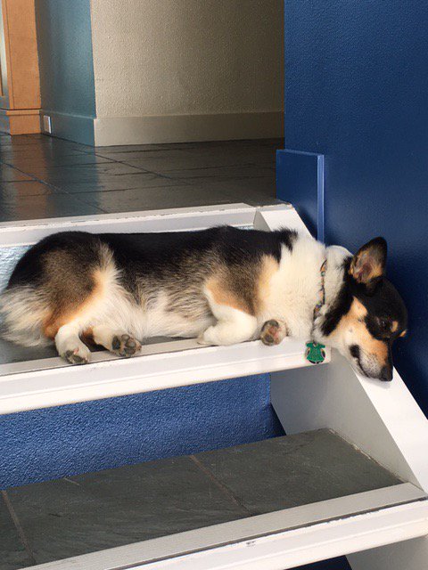 StephenKing's tweet image. Molly, aka the Thing of Evil, lies in wait for any salesman foolish enough to approach the door. Her attack is silent; her jaws are deadly.