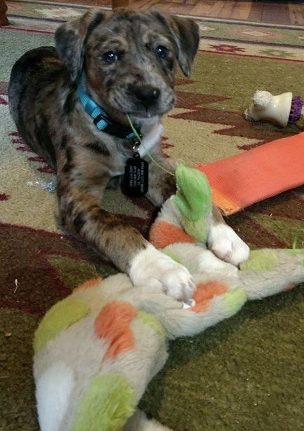 SmartwebsINC's tweet photo. We had a sweet little visitor at our office yesterday!
#smartwebs #puppylove https://t.co/QSMfwnUQT4