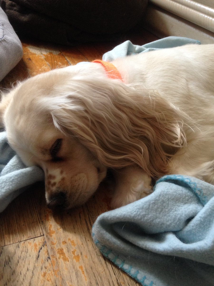 AarinaMCD's tweet photo. Lily prefers to sleep in the floor than sleep in the bed XD 💜 https://t.co/e25rhu3UUD