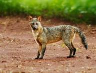 шакал canis (vulpicanis) aureus linnaeus. карликовый шакал. хищник семейства псовых. предок волка. чепрачный шакал или волк.