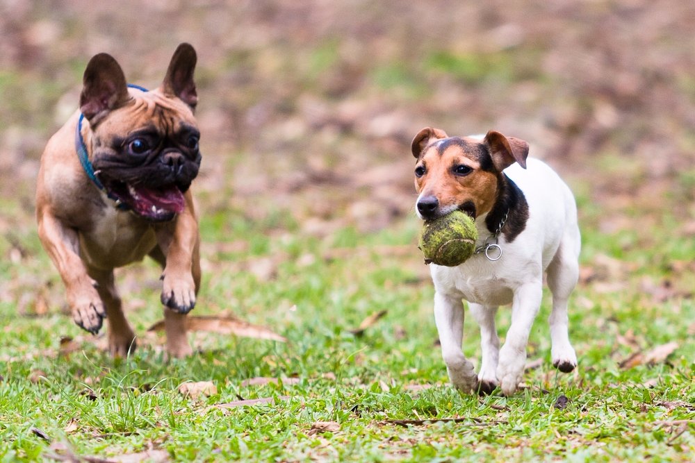 TLCDogBK's tweet photo. Bring your pup in for a visit. He'll love playing with all the other dogs! #Puppies #Dogs #PetCare #DogCare https://t.co/3MHmZ5J3ma
