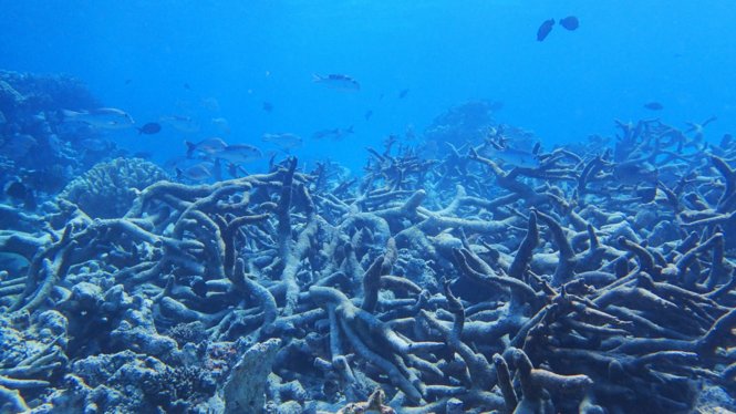 volkskrant's tweet photo. 'Slachting' op het Australisch Groot Barrièrerif. Alleen tegengaan opwarming van de aarde kan het koraal nog redden
https://t.co/igmuoYhuVU https://t.co/rIgtHVL1eO