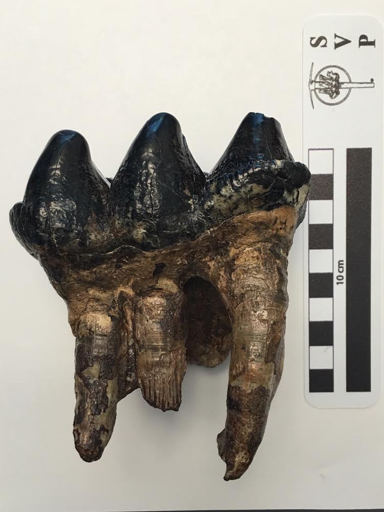 Elev_Sci's tweet photo. Putting the final touches on our talk about the DVPS for #NEGSA this wknd! So many amazing contributions to paleontology. https://t.co/QtcWc5Nqww