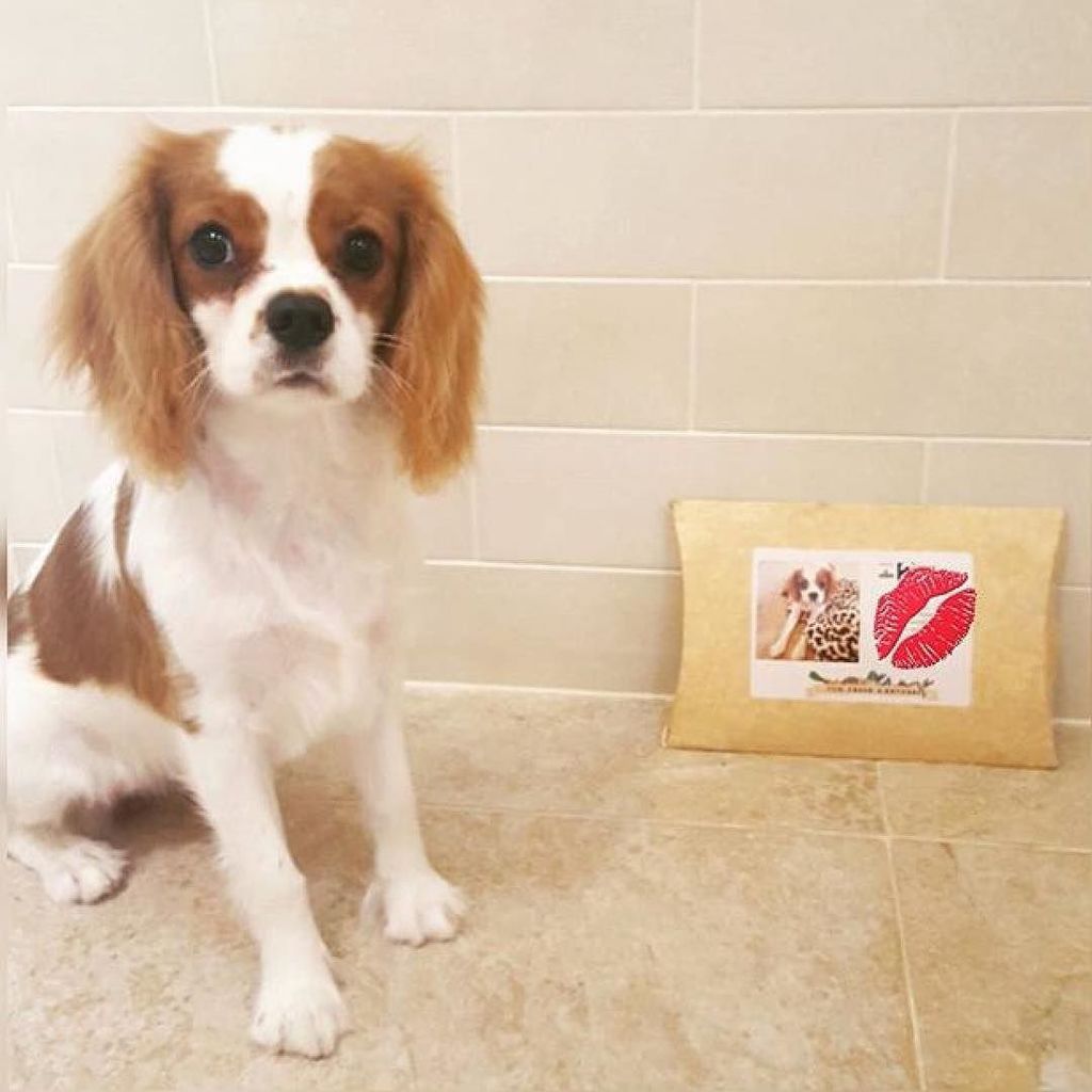 TopCollar's tweet photo. @ladybellathecav patiently waiting for her treats 💋❤ https://t.co/wpFV9vgwjy https://t.co/1rmq3kHSeX