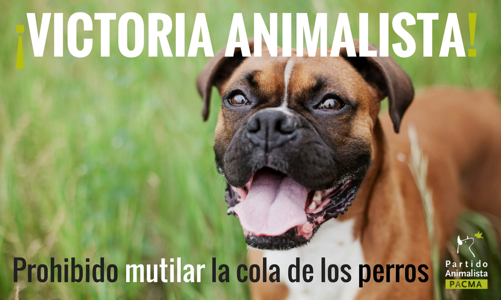PartidoPACMA's tweet photo. ¡VICTORIA! El Congreso prohíbe la amputación de la cola en perros. Conoce cómo ha sido el proceso que inició PACMA https://t.co/IEgzT9XYF3 https://t.co/UERRUZVYru