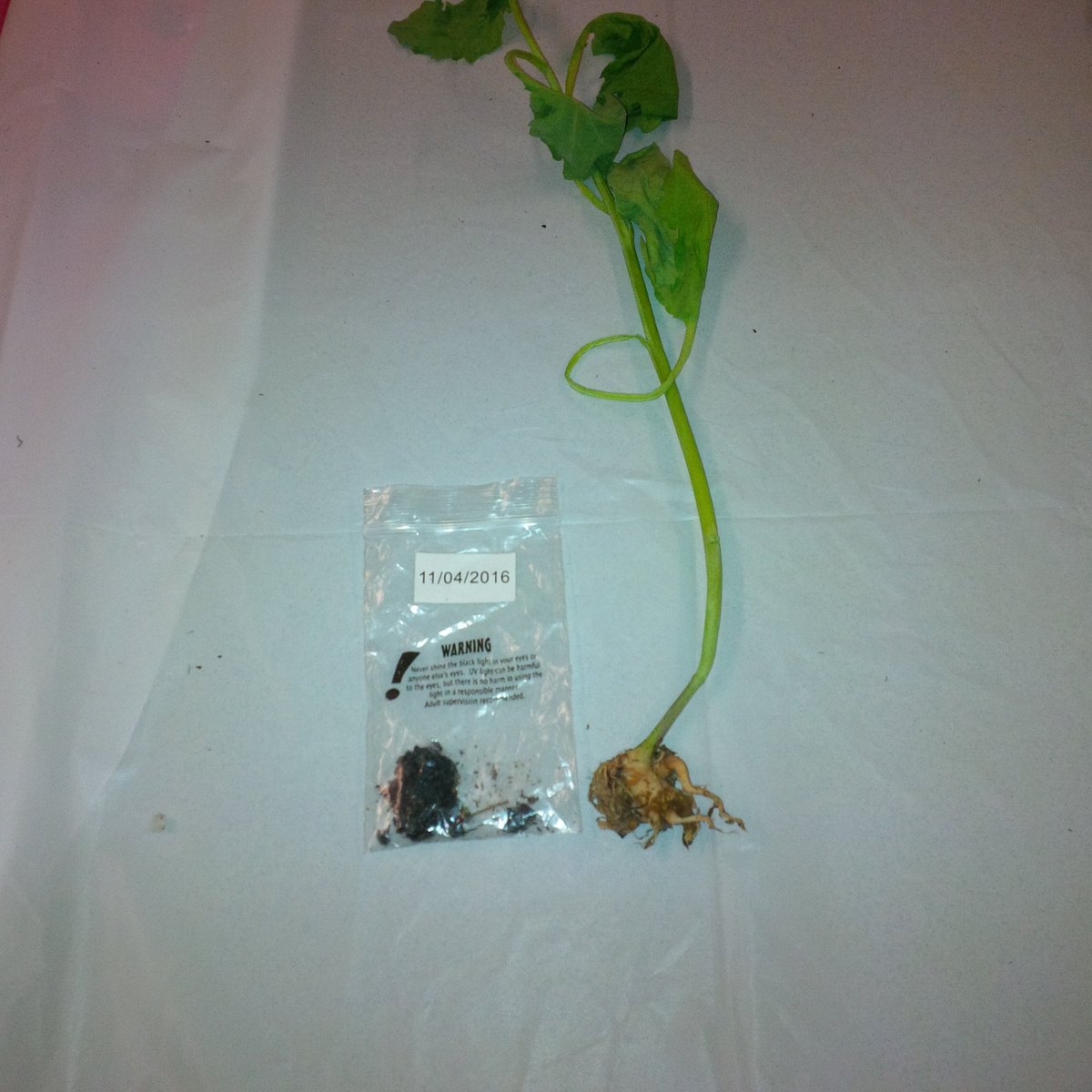aggielovesgeer's tweet photo. Great visual @orchardccc @hollyderksen on amt infected soil (>100000 spores/g) needed for clubroot symptom #canoLAB17 https://t.co/sZhLjhhV4c