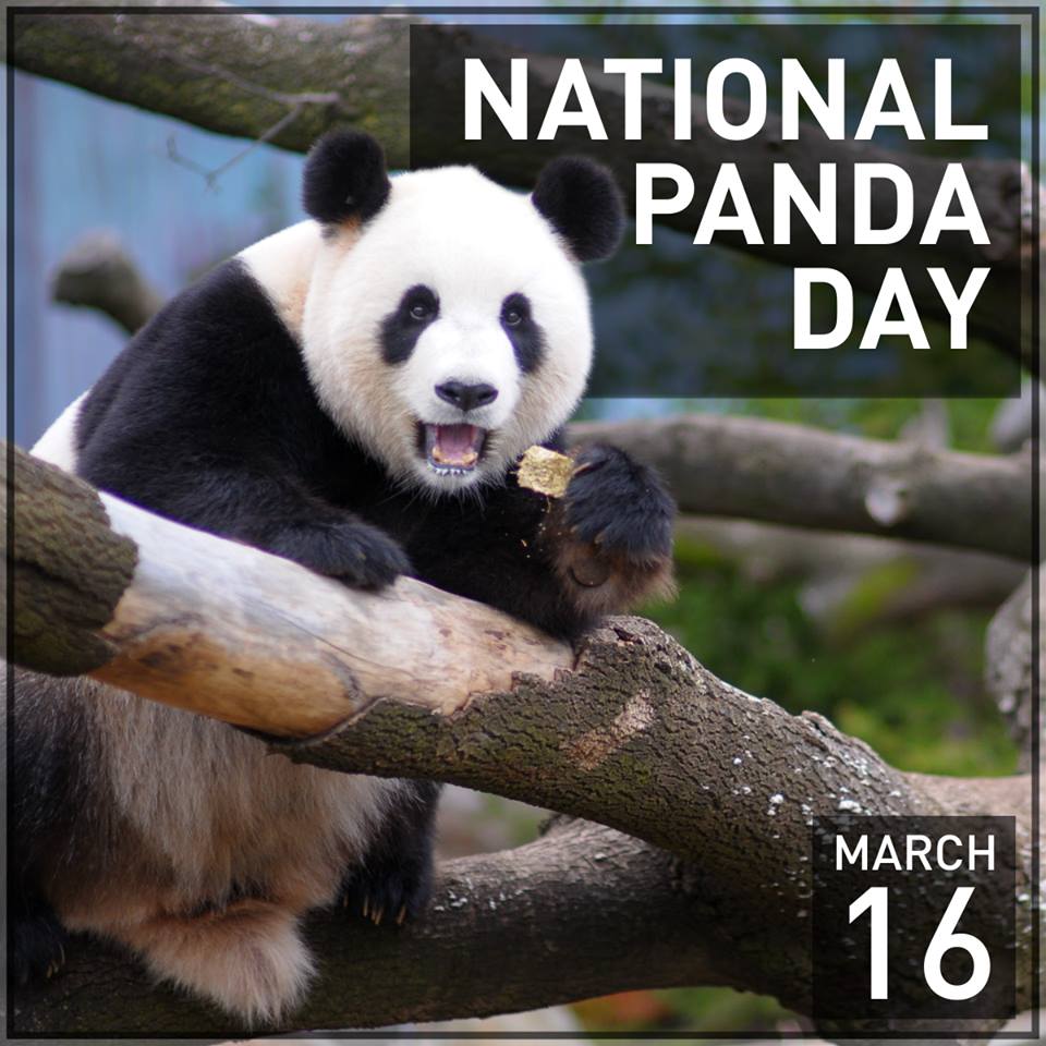 Pandas даты. Панда лицо иконка черно белый. Pandas даты. Happy panda южный город. Панда png.