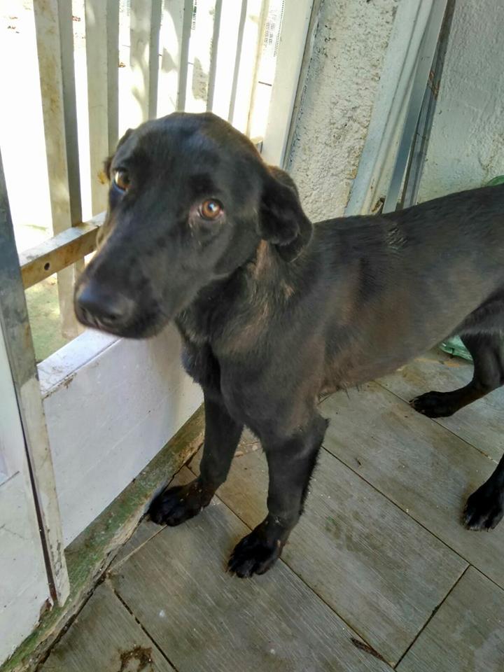 siviaromera1's tweet photo. MURCIA Hembra 20 kilos. 5 meses. Acaba de pasar parvoSacrificio día 30 marzo. Murcia se envía. 606577749 https://t.co/wstazG2qUD