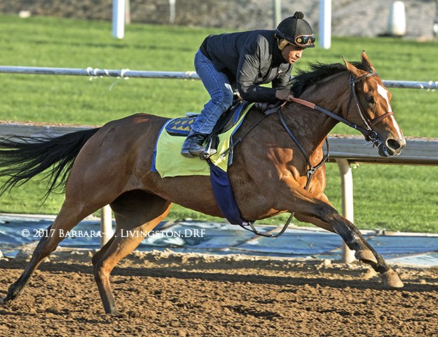 DRFLivingston's tweet photo. AMERICAN CLEOPATRA, American Pharoah's full sister, went 1/2 in :50 this am with Martin Garcia up, at @santaanitapark . https://t.co/WdGivpWZ5t
