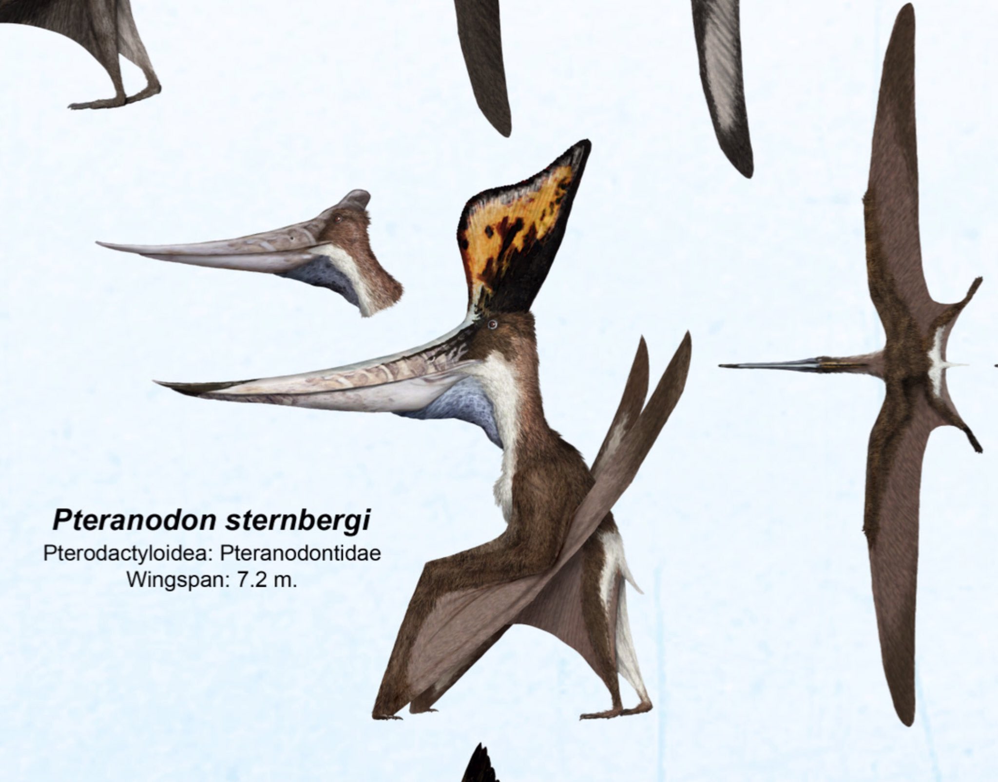 Gabriel N. U. on X: Pteranodon sternbergi. A huge #pterosaur. The largest  pteranodontid  #paleoart #sciart   / X