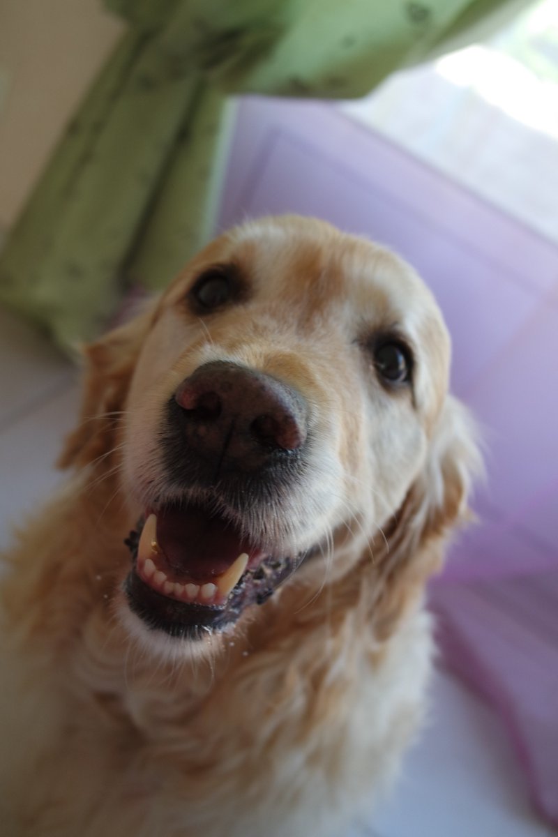 BirdButterflies's tweet photo. "Me So Hungry !!!!!!" #jetaimemaBoups #MaWarrior #goldenretriver https://t.co/oKGz5a3GsY