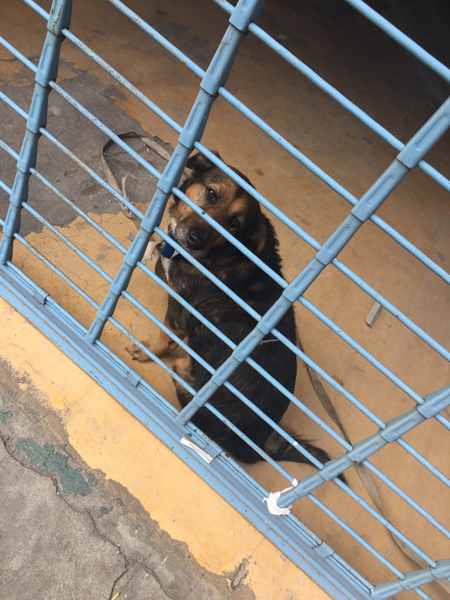 rochiibadino's tweet photo. Difundan por favor esta en una remiseria en maipu al 1400 https://t.co/e6YWewWgV6