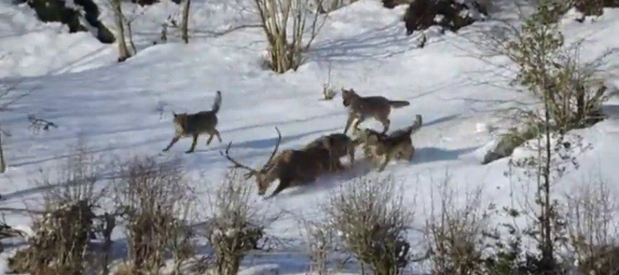 sextaNoticias's tweet photo. VÍDEO | Filman por primera vez a una manada de lobos ibéricos cazando https://t.co/crij1Q7L2D https://t.co/8PefqQ3ztb