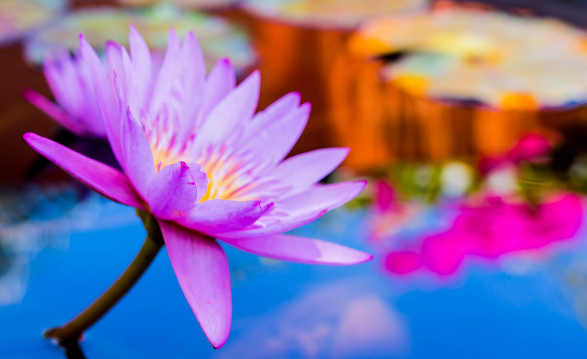 lepharebleu's tweet photo. Enjoy one of our beautiful flowers #LePhareBleu #Paradise #Found #Flowers https://t.co/FUpTPXw4Du