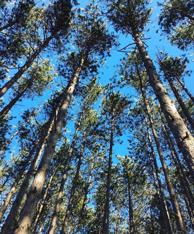 Uxbridge Trail Tip: To get through this cold spell, pretend pine trees are palm trees 🌴 📷 IG Photo by katie_mason
#discoveruxbridge