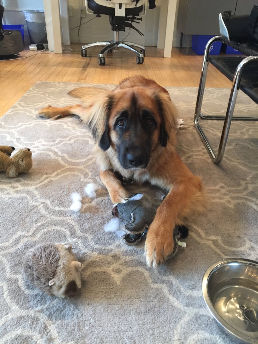 ClarkPageCastin's tweet photo. caught in the act - the murder of the grey stuffed bear! https://t.co/l6l3FkQQ5n