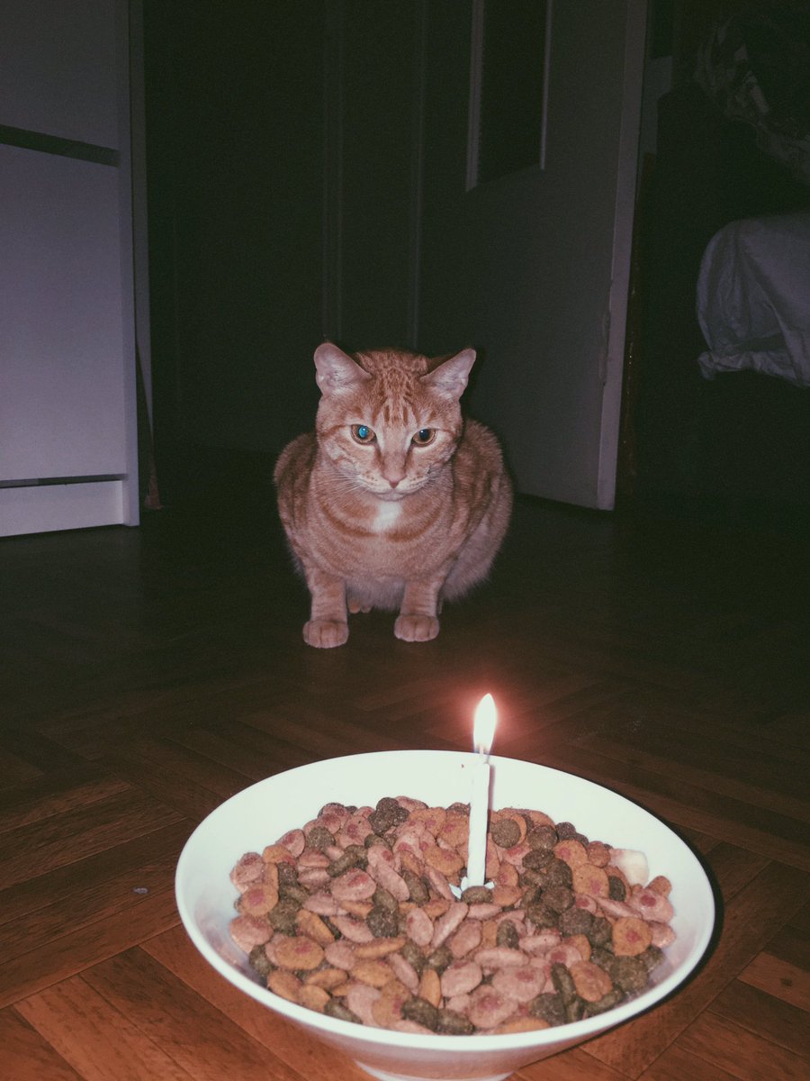 pslgnn's tweet photo. Arold fête ses un an aujourhuuuuuuui 😍🎂🐱 https://t.co/TX1ZmUQTqX