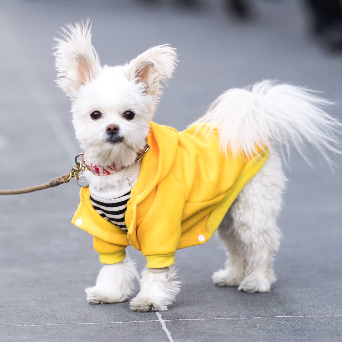 Gizmo, Maltese/Pomeranian/Shih Tzu mix (8), 14th St., NYC• \, image size:1200x1200